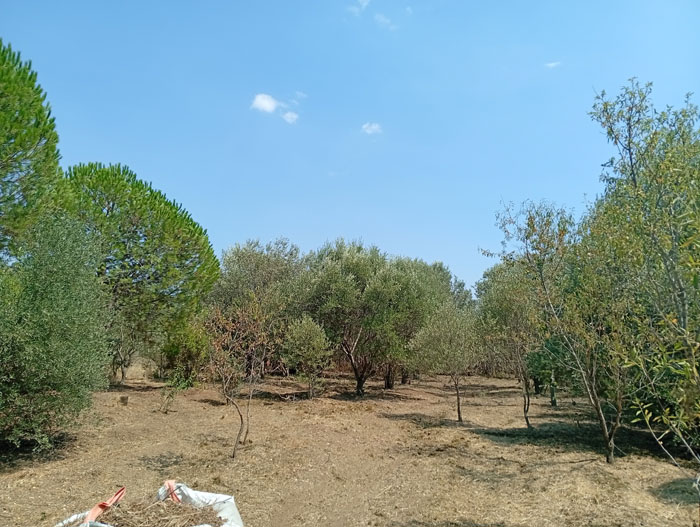 Συντήρηση χλοοτάπητα